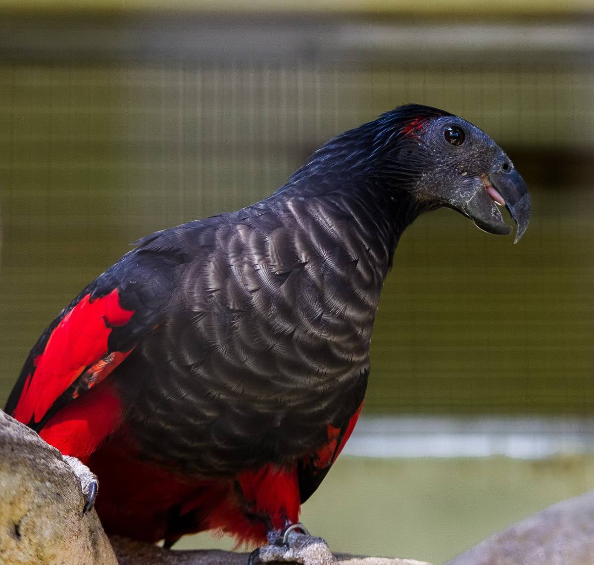 Выверты эволюции: 15 совершенно фантастических и совершенно реальных птиц