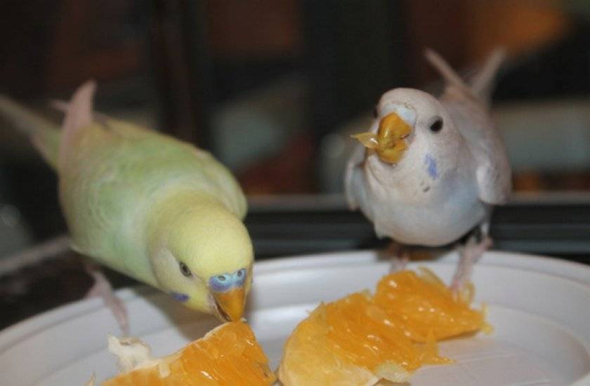 Как правильно составить рацион для волнистых попугаев? | блог ветклиники "беланта"