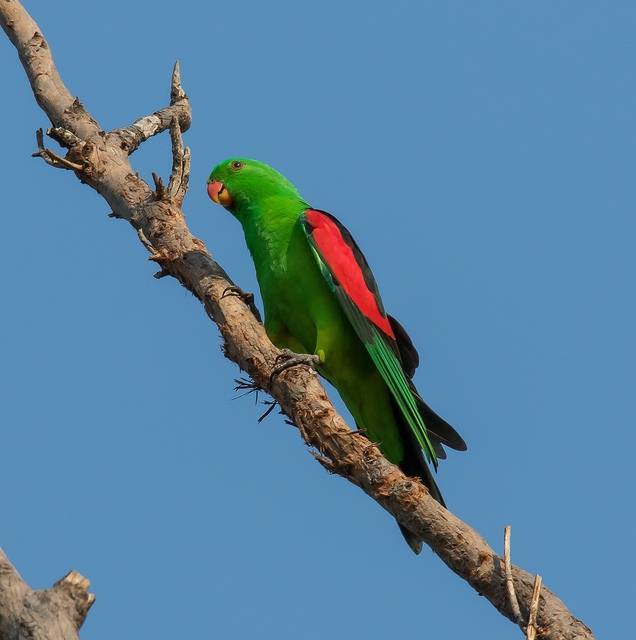 Австралийские попугаи: топ-9 видов с фото и описанием