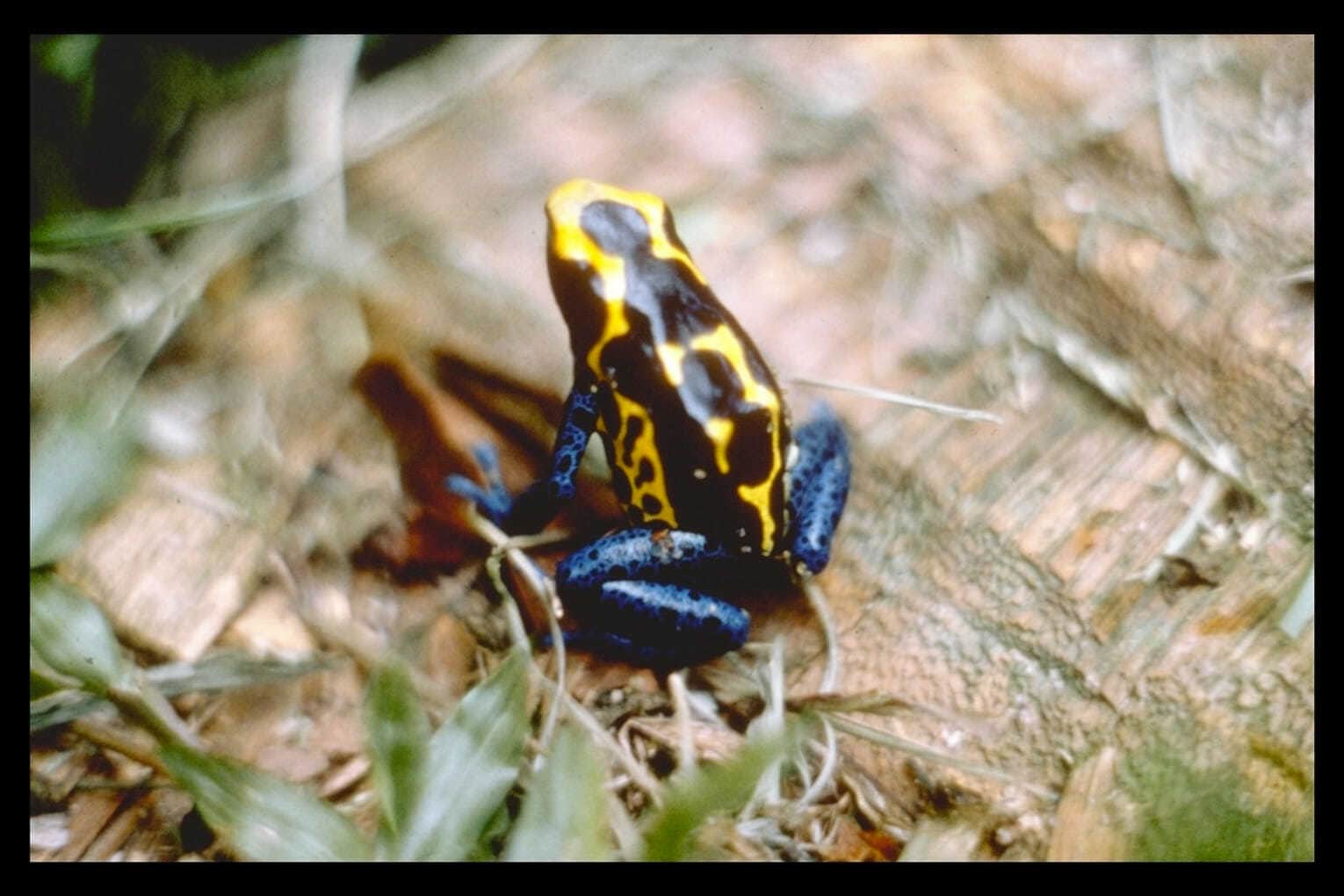 Ядовитые виды лягушек: самая ядовитая лягушка в мире