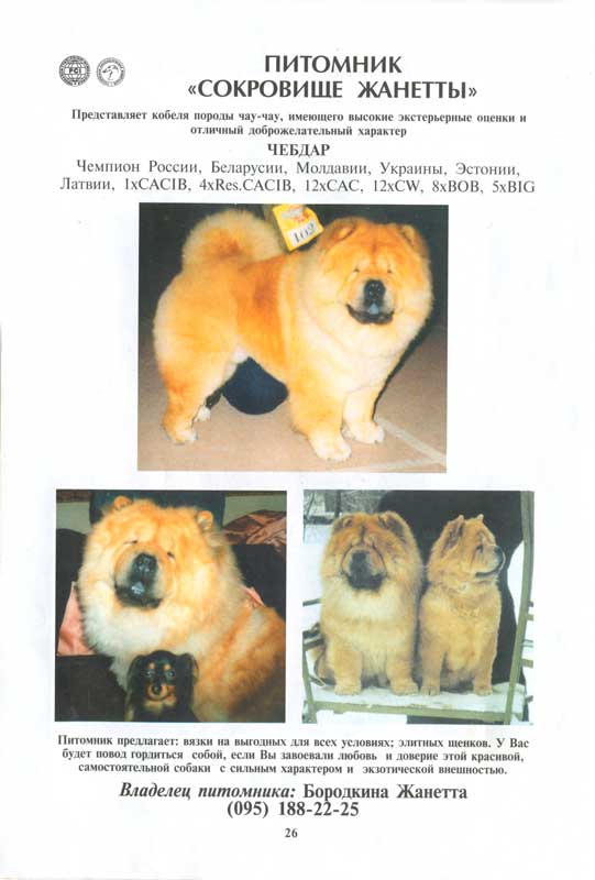 Описание породы и характер собаки чау-чау