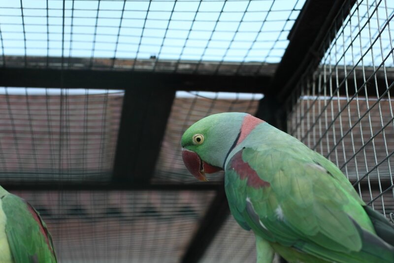 Благородный зелёно-красный попугай - попугаеобразные | некоммерческий учебно-познавательный интернет-портал зоогалактика