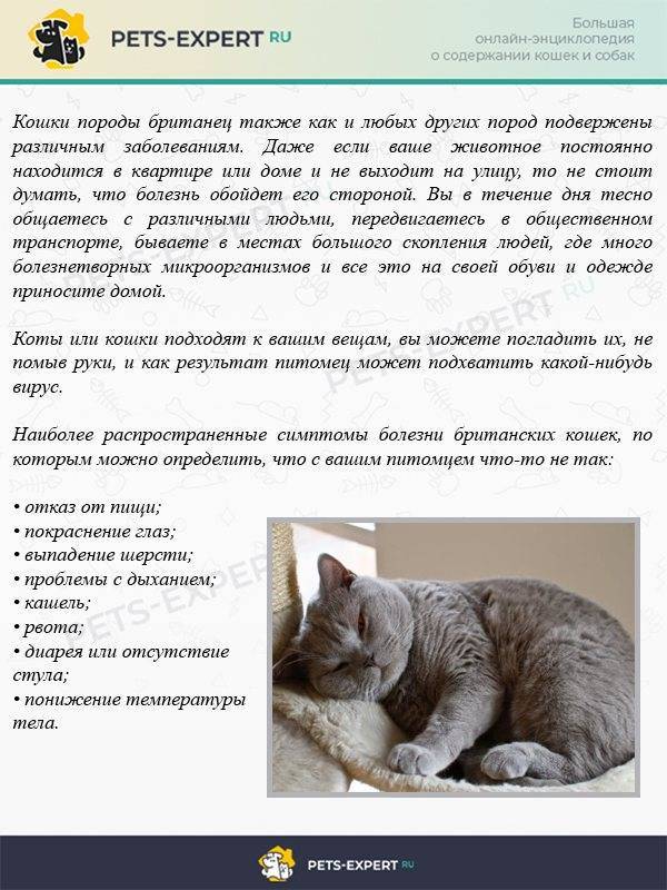 Кожные болезни кошек. описание, симптомы, опасность для человека