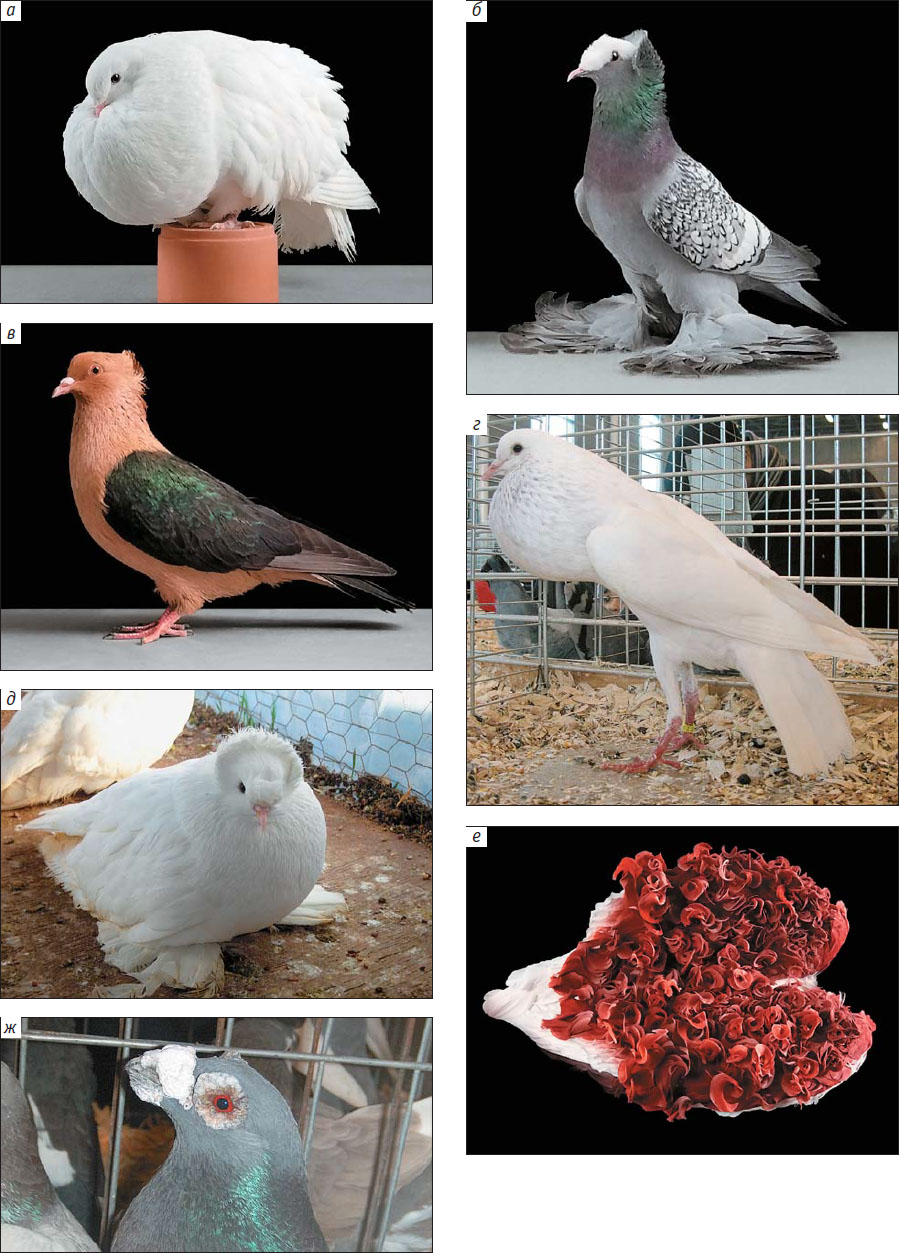 Столбовые бойные голуби: описание породы, разновидности и их особенности