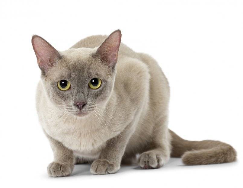 Тонкинская кошка или тонкинез: 25 фото, описание породы, цена, уход