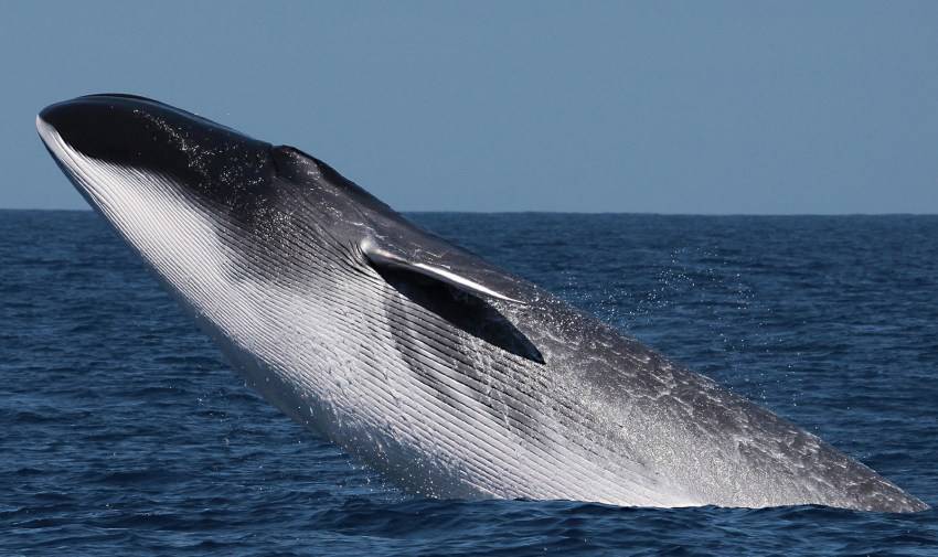 Чудо-юдо рыба-кит: миф или реальность