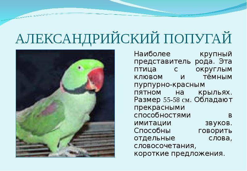 Как правильно кормить александрийского попугая