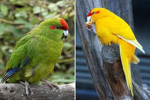 Попугай какарик | новозеландский бегающий попугай экзотической расцветки