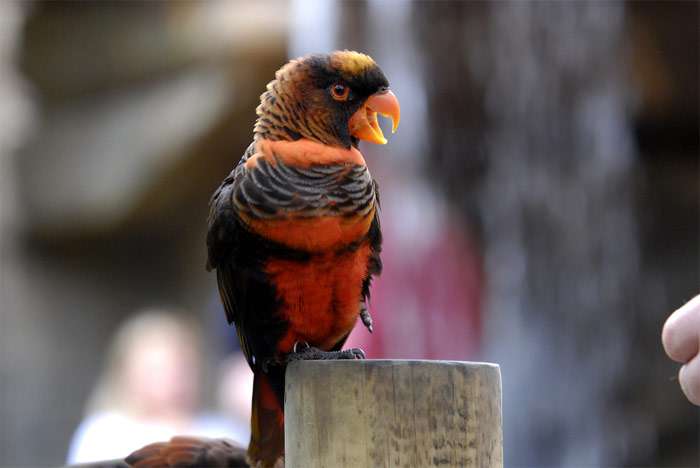 11 ослепительных видов попугаев | знание – свет