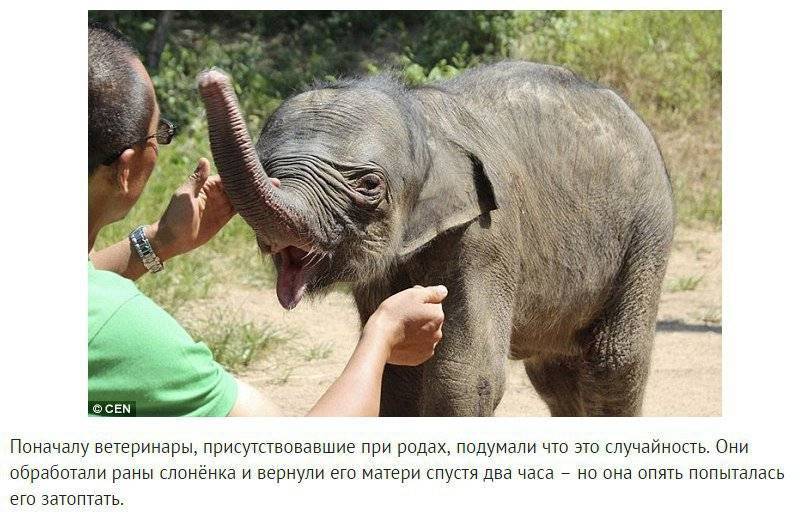 Сколько длится беременность у слона, в каком возрасте слониха способна вынашивать детёныша — рассказываем подробно