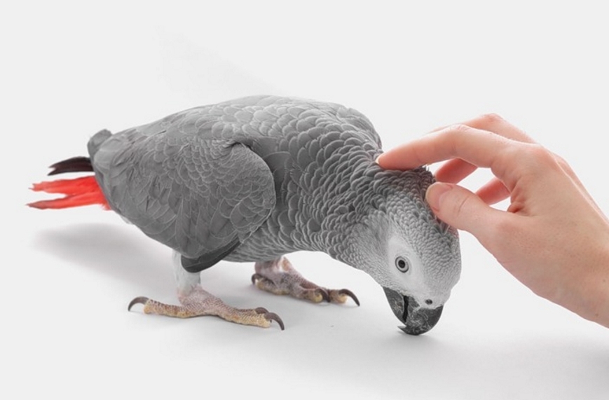 Попугай жако (african grey parrot)