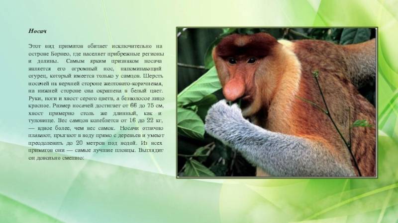 18 необычных видов обезьян