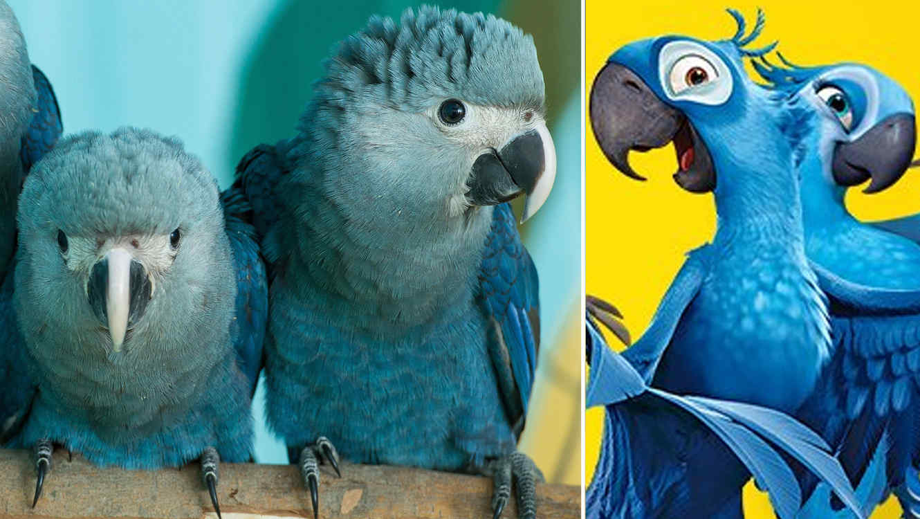 Синий попугай ара: описание исчезающего вида птиц