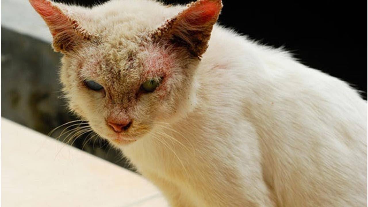 Лишай у кошек и котов: симптомы, как лечить, фото и видео | трихофития, микроспория