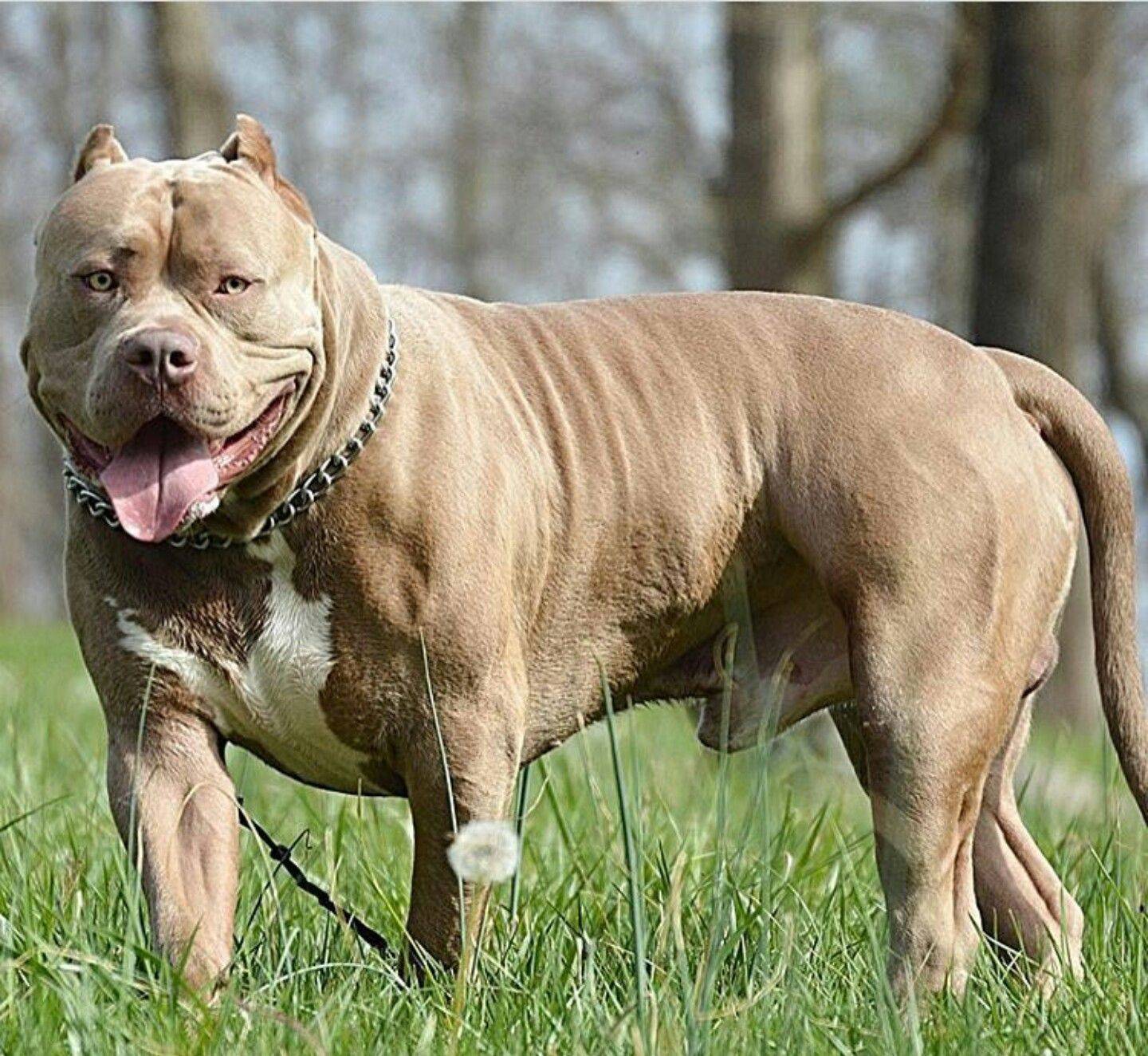 Бойцовские породы собак: основные представители, размеры | блог ветклиники "беланта"