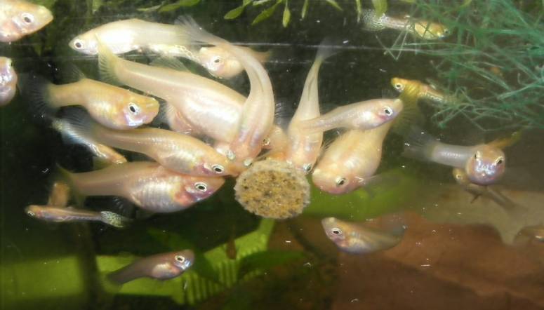 Чем кормить мальков гуппи в первые дни в домашних условиях? | аквариумные рыбки