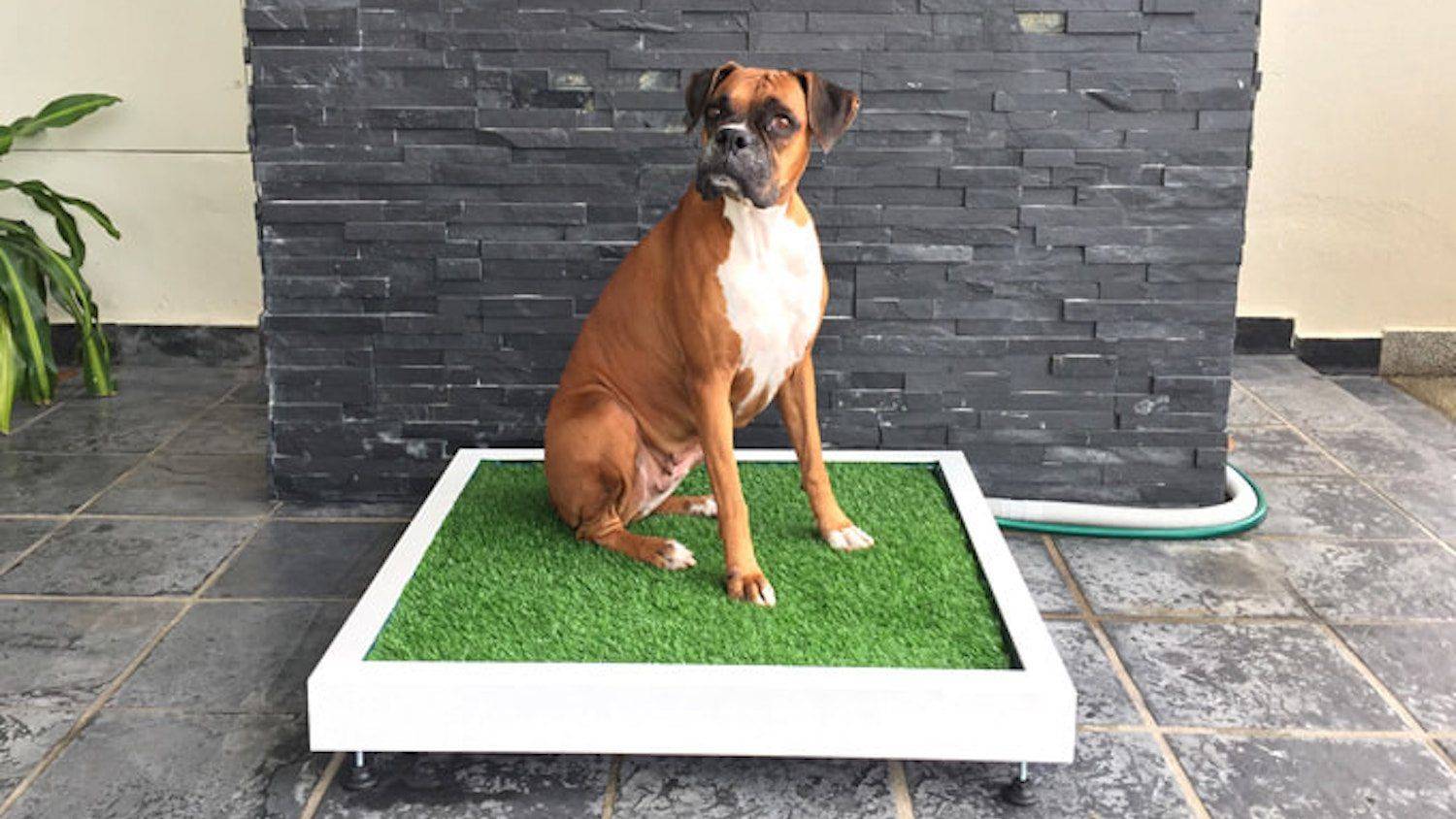 Условия содержания собак дома или в квартире - требования и особенности | блог о домашних животных