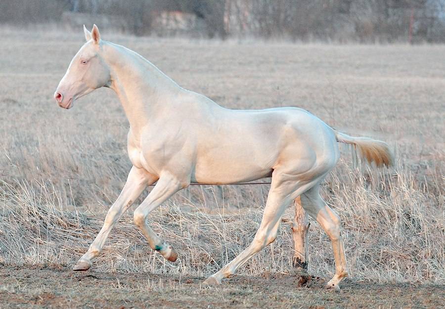 Лошадь изабелловой масти: история происхождения, стоимость жеребца, генетические особенности и характер породы