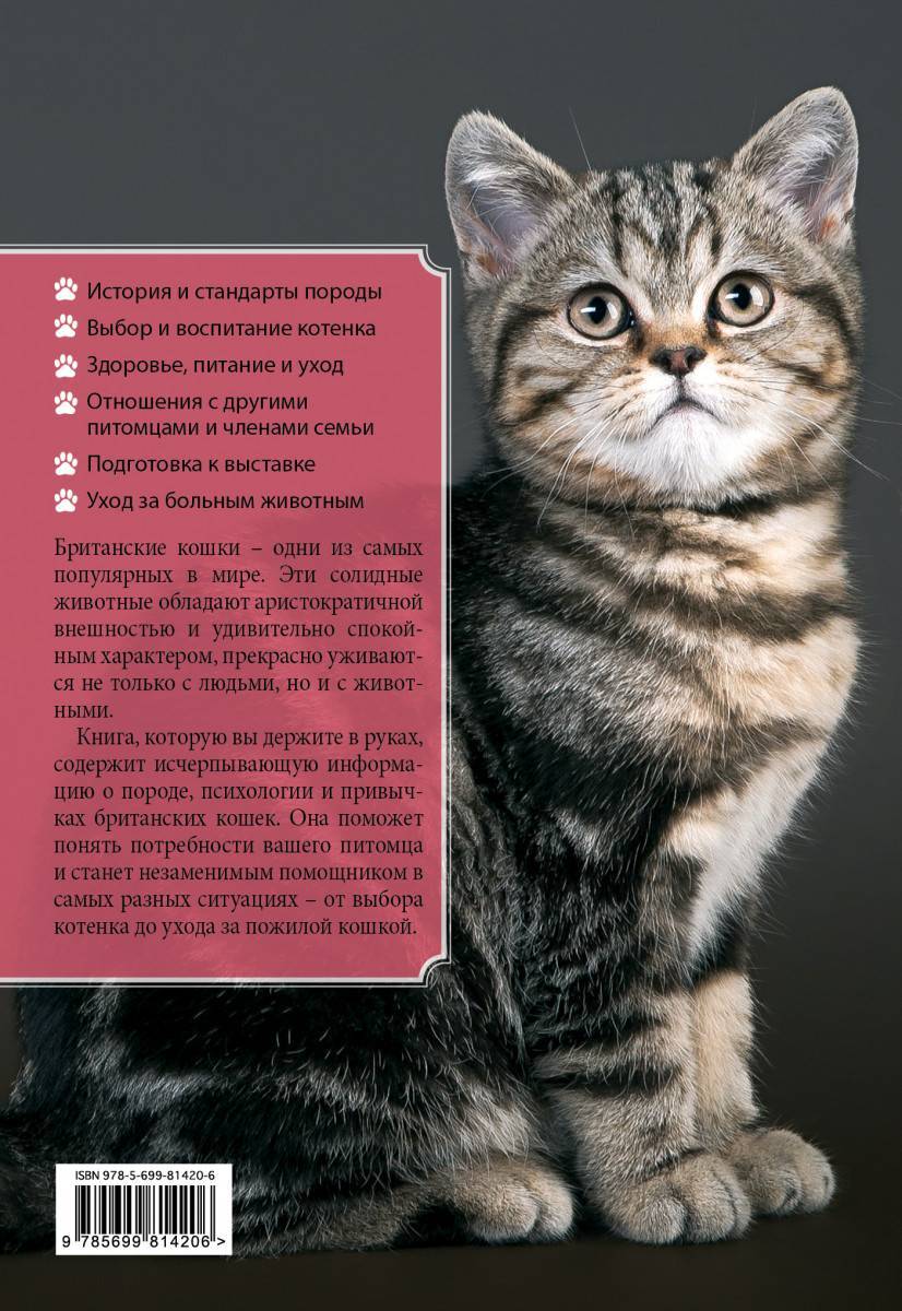Британская кошка: описание породы