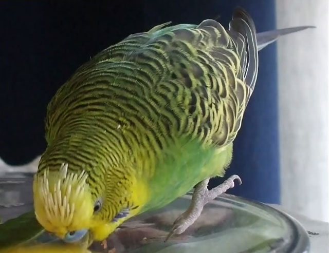Какие могут быть симптомы у линьки у волнистых попугаев