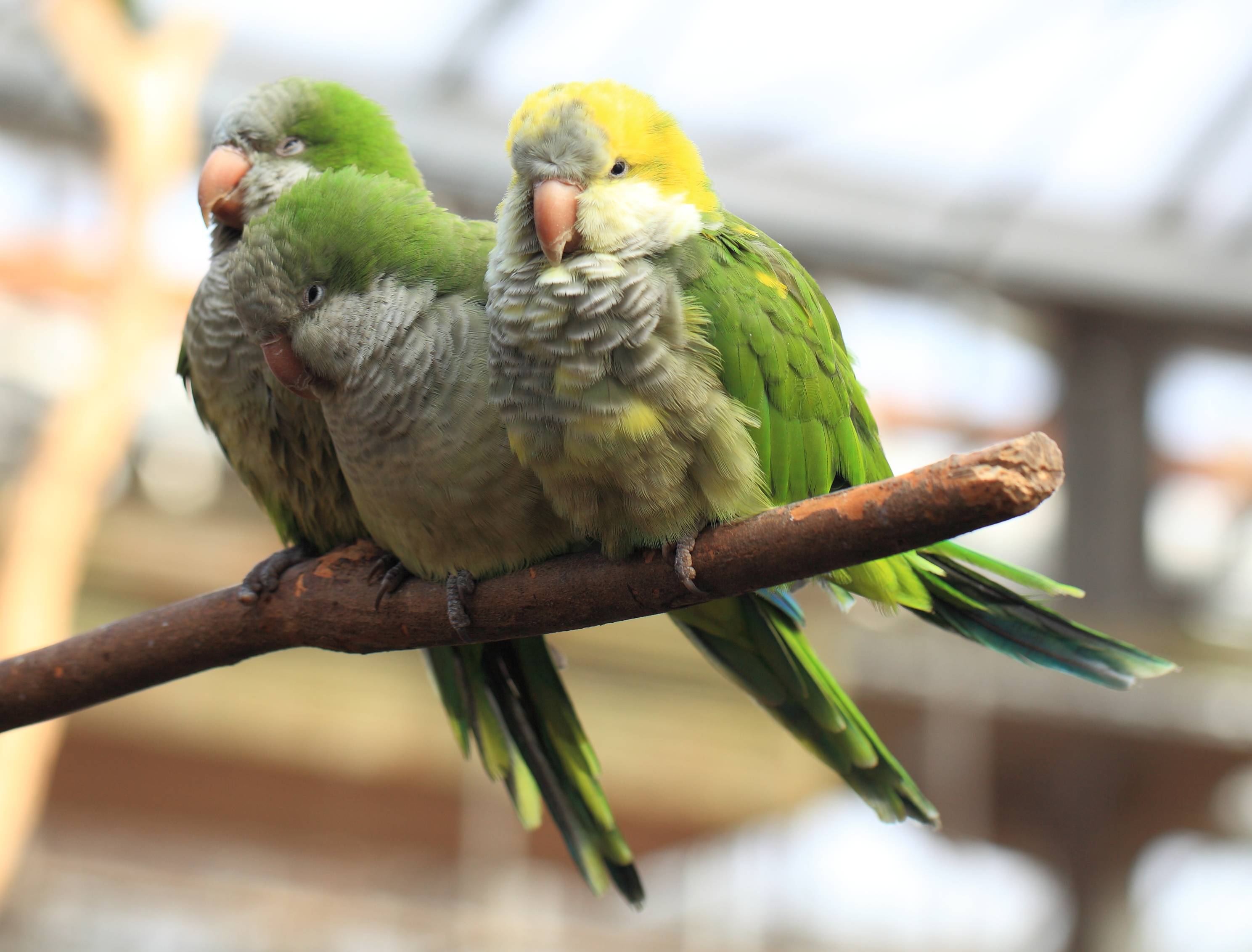 ? попугай амазон: описание, фото, ареал обитания, содержание дома