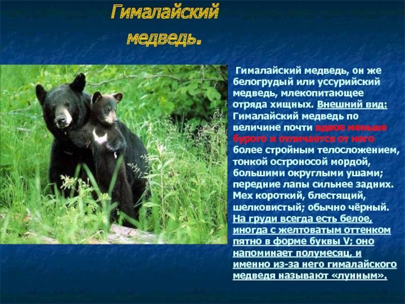 Гималайский медведь: фото, описание, среда обитания и образ жизни животного :: syl.ru