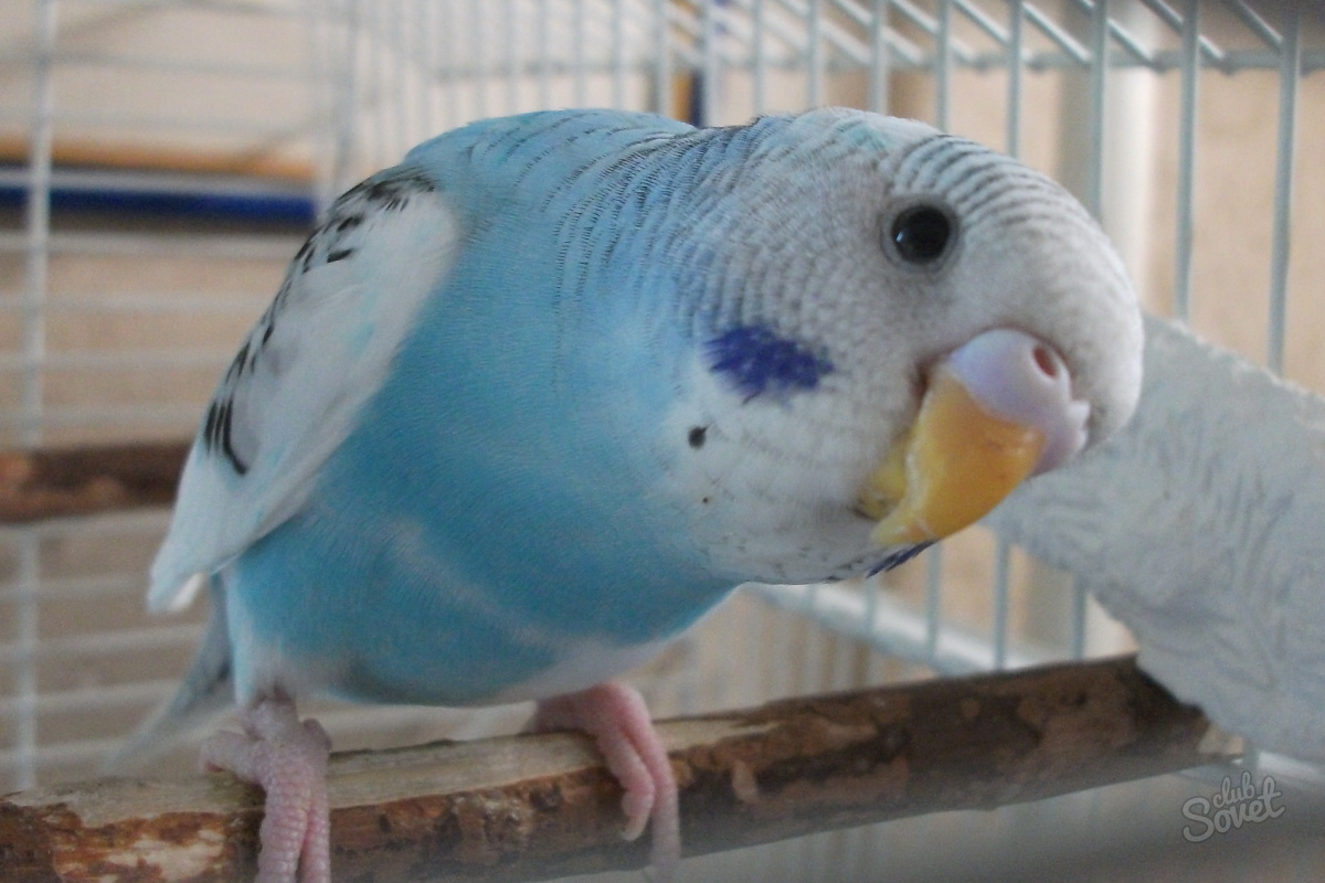 Волнистые попугаи: как научить говорить, природная предрасположенность и способы обучения