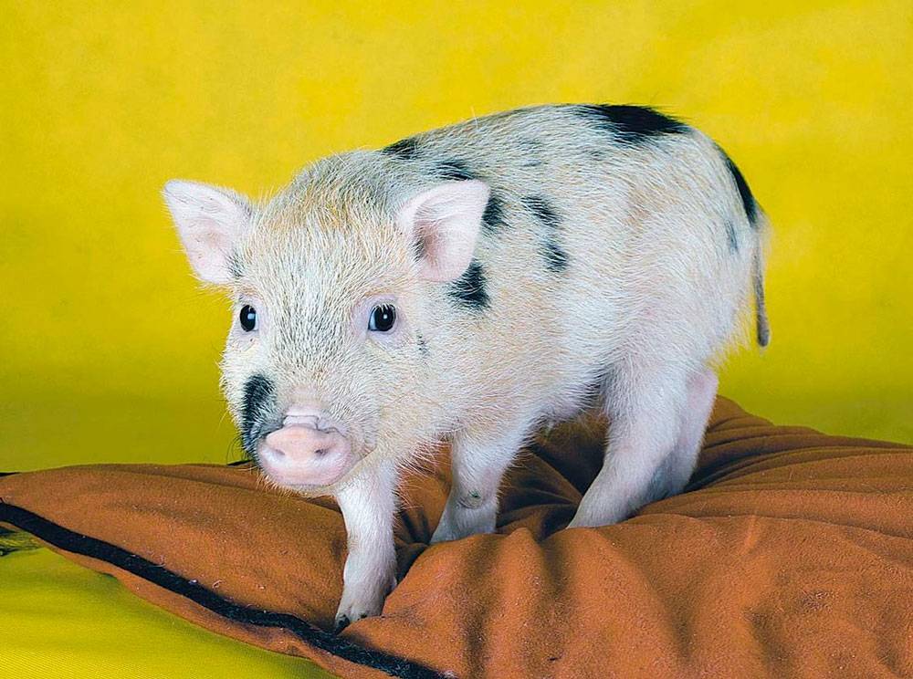Декоративные свинки мини-пиги - уход и содержание