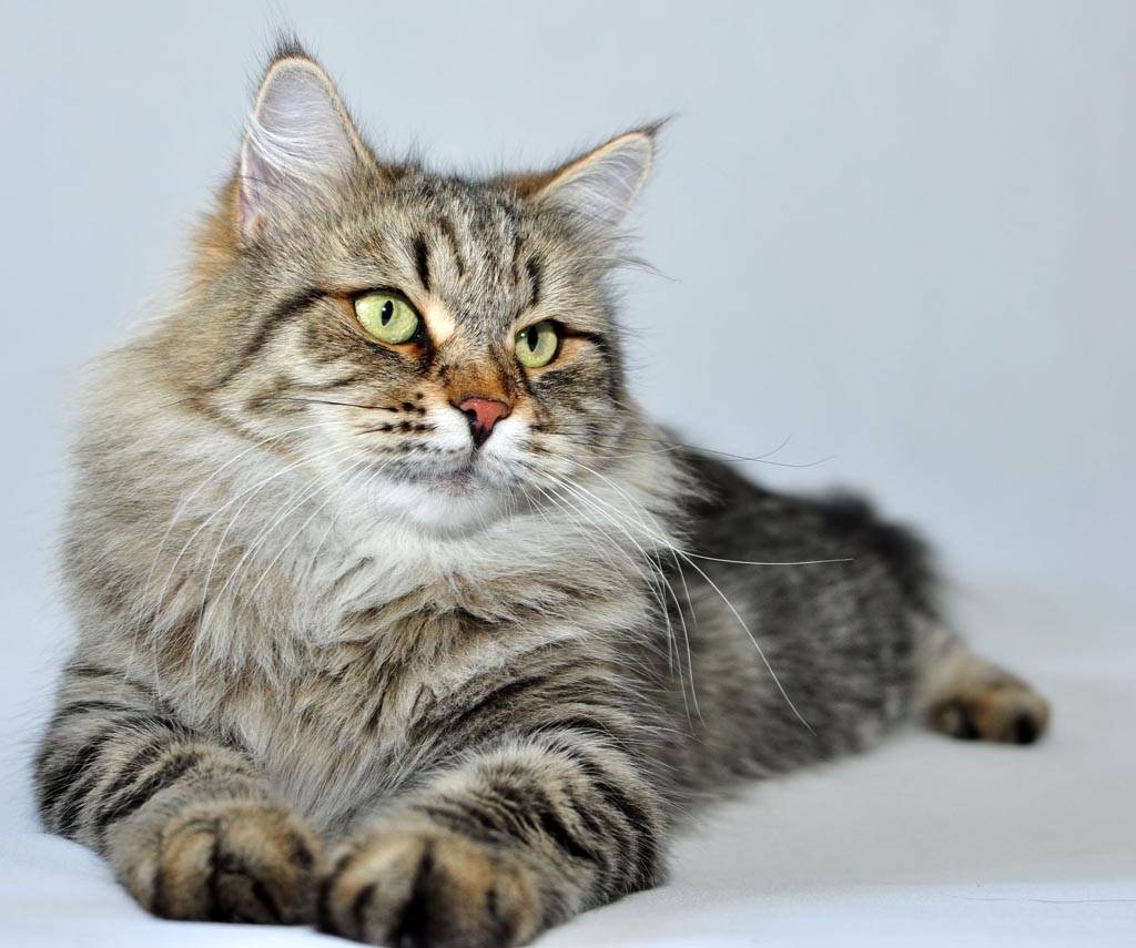 Сибирская кошка: описание породы, стандарты, характер