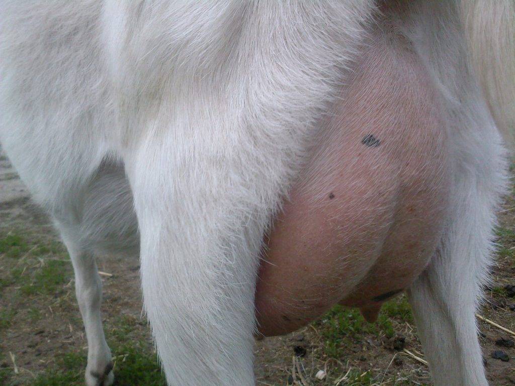 Мастит у коз: особенности заболевания и его лечение. | огородники