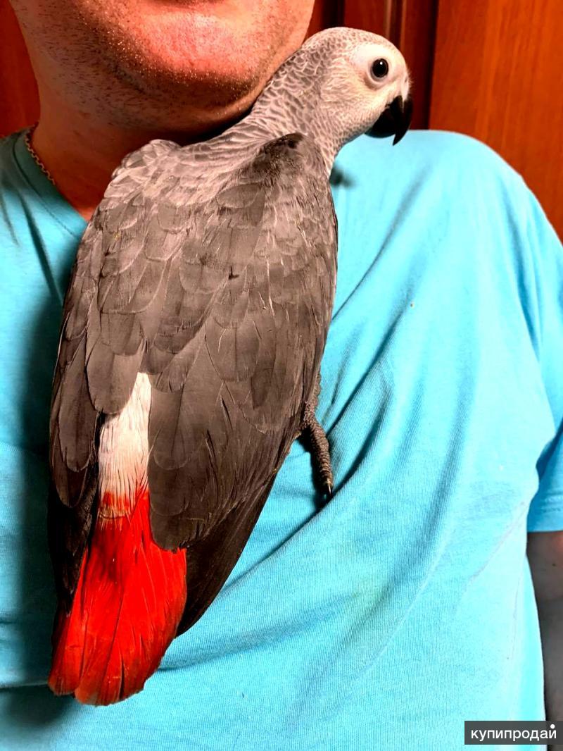 Попугаи жако: описание, характер, содержание и уход в домашних условиях