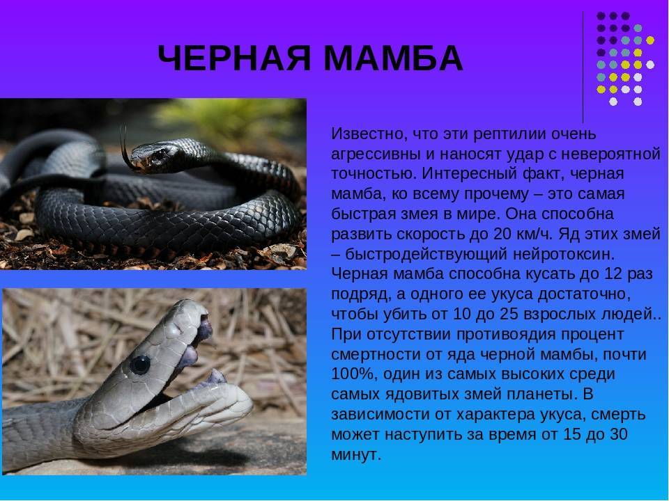 Мамба черная змея. образ жизни и среда обитания черной мамбы