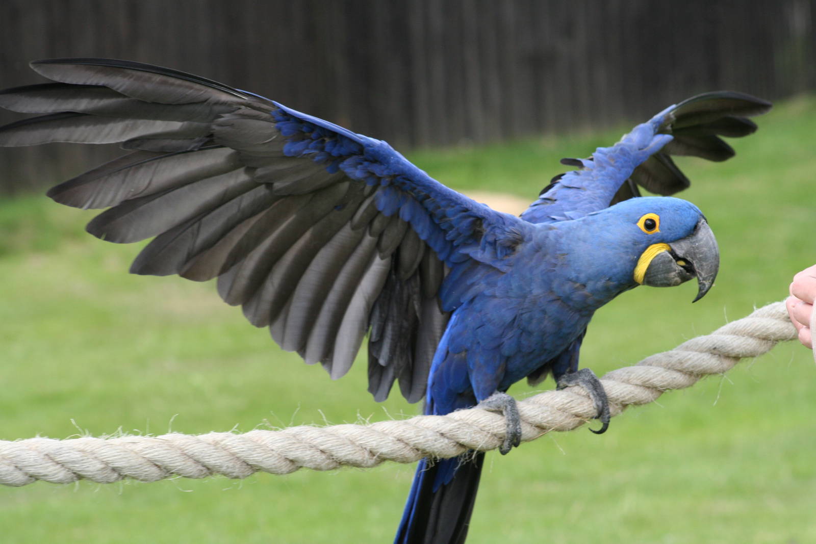 10 видов самых крупных попугаев - удивительный мир животных