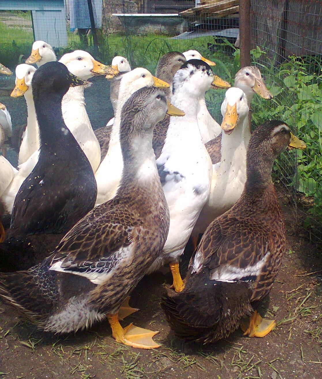 Башкирские утки: фото, описание породы, корм в домашних условиях, достоинства и недостатки+ отзывы