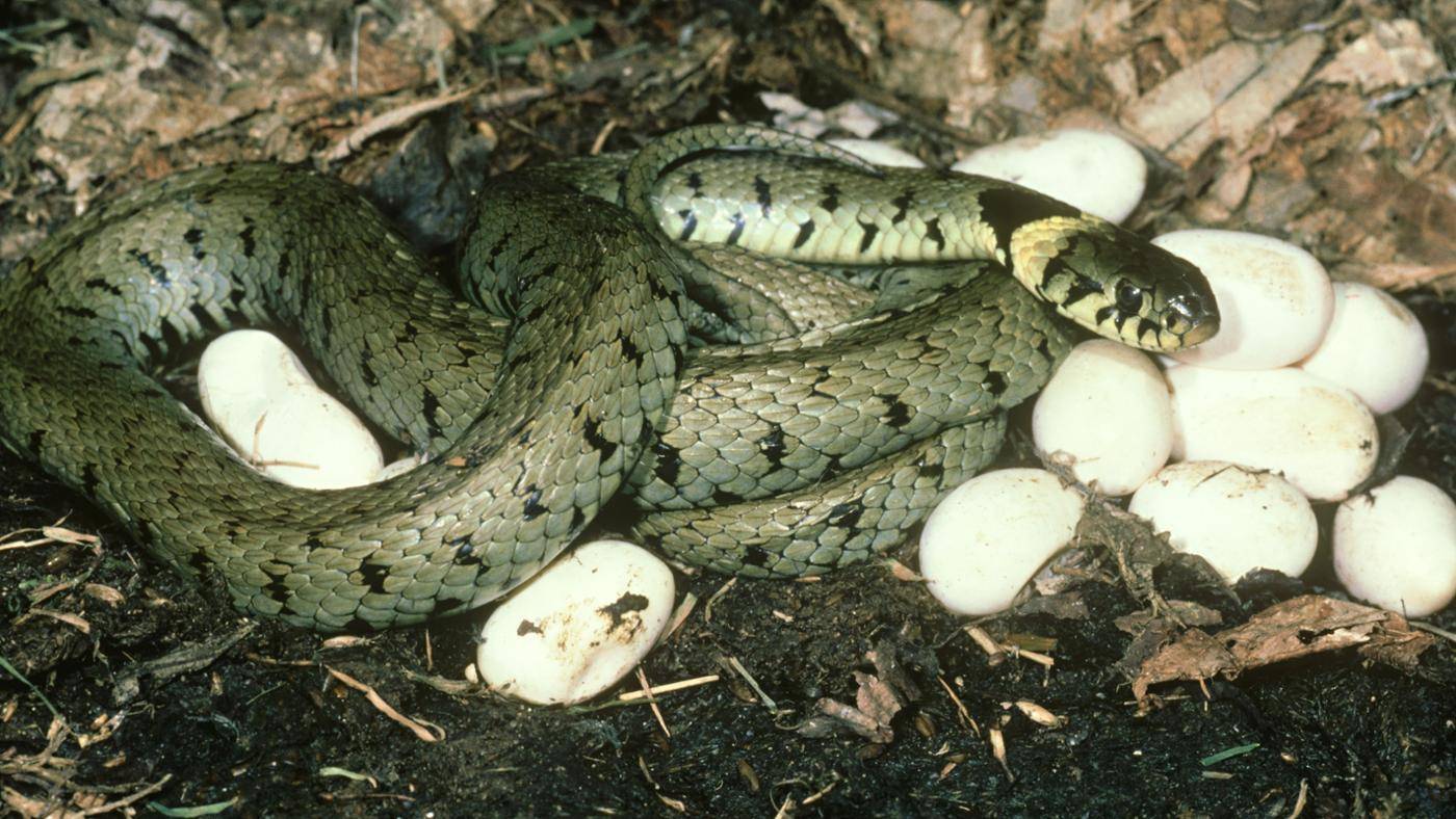 Уж змея. образ жизни и среда обитания ужа | животный мир