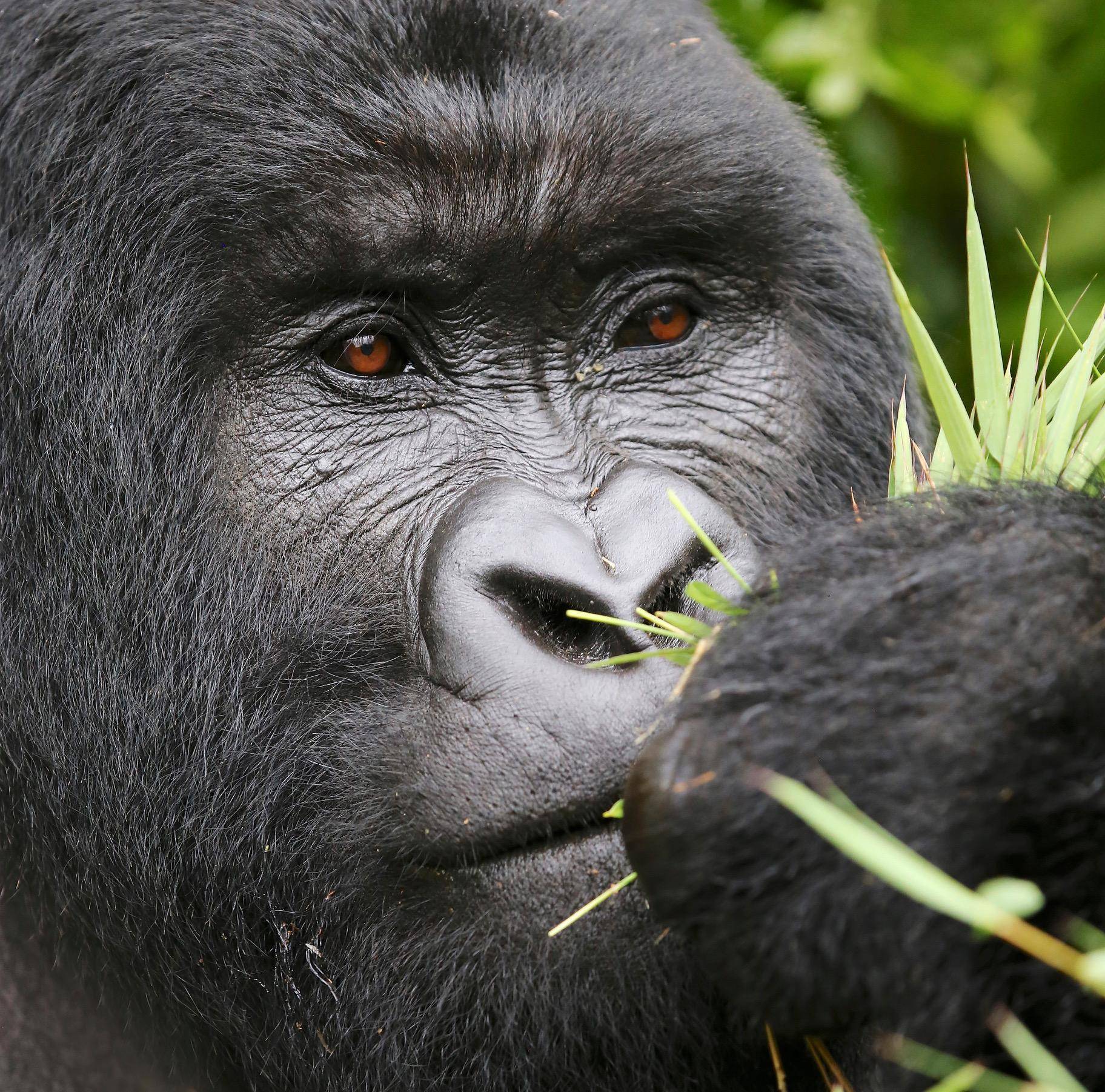Горилла обезьяна. образ жизни и среда обитания гориллы | животный мир