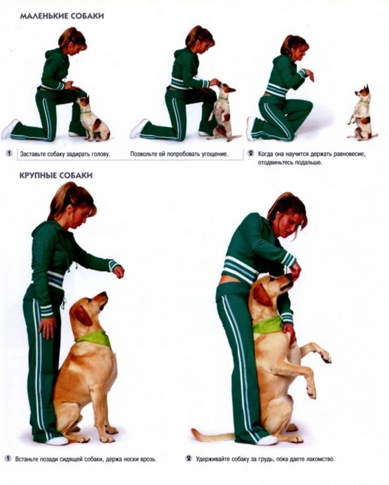 ᐉ как научить собаку держать предмет - ➡ motildazoo.ru