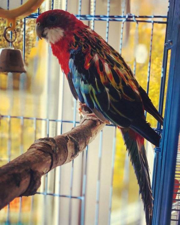 Розелла попугай. образ жизни и среда обитания попугая розелла | животный мир