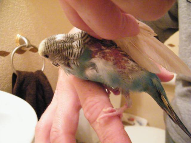 Попугай выщипывает себе перья: на грудке, под крыльями, на попе и на шее до крови: перечень возможных причин и их лечение