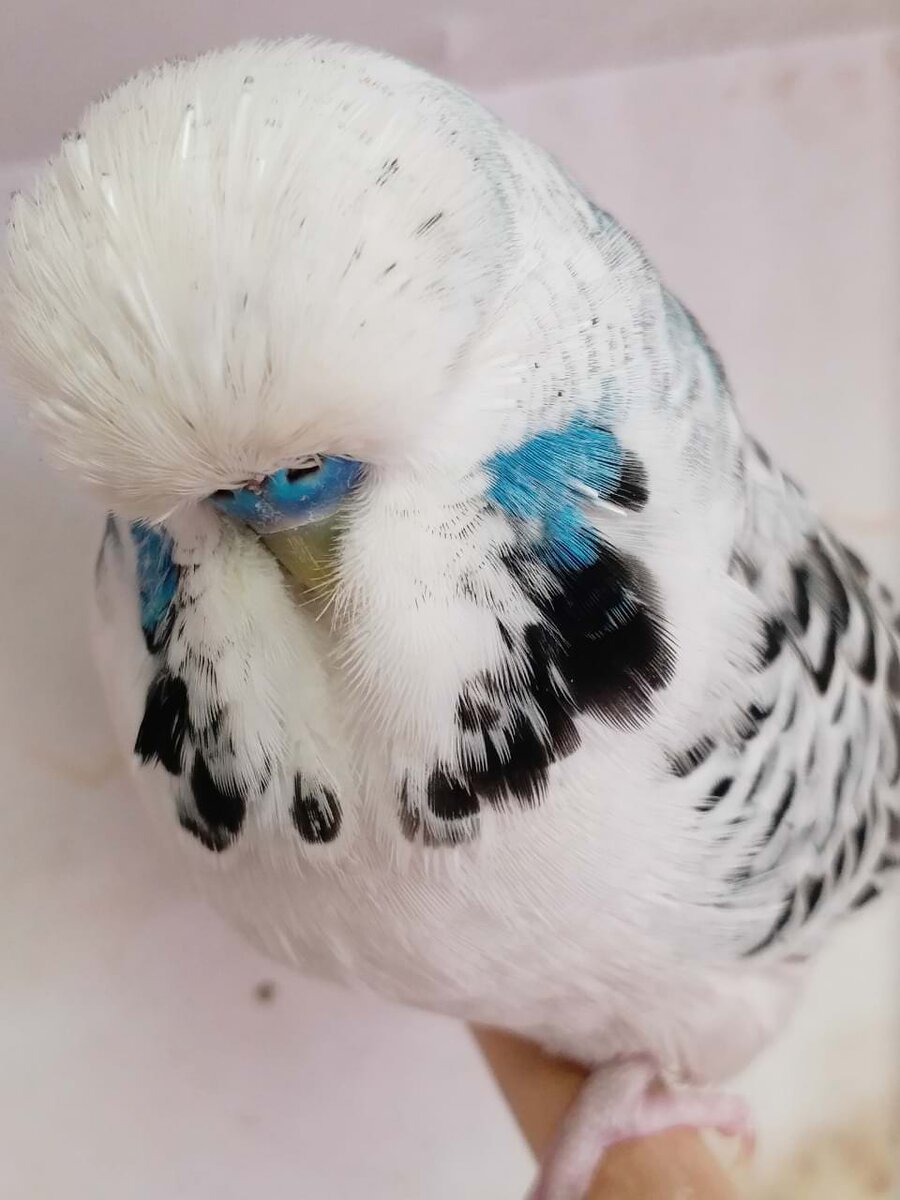 Выставочный попугай чех: в чем отличие от волнистого