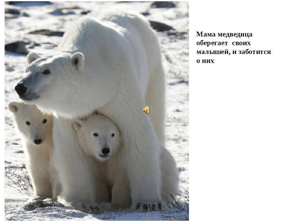 Белый медведь - царь снежных пустынь - удивительный мир животных