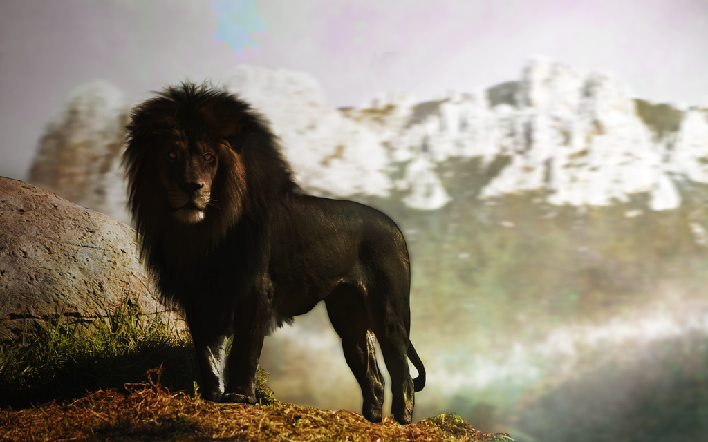 Существуют ли черные львы. черный лев – существует или нет. черный лев в природе — теория и практика