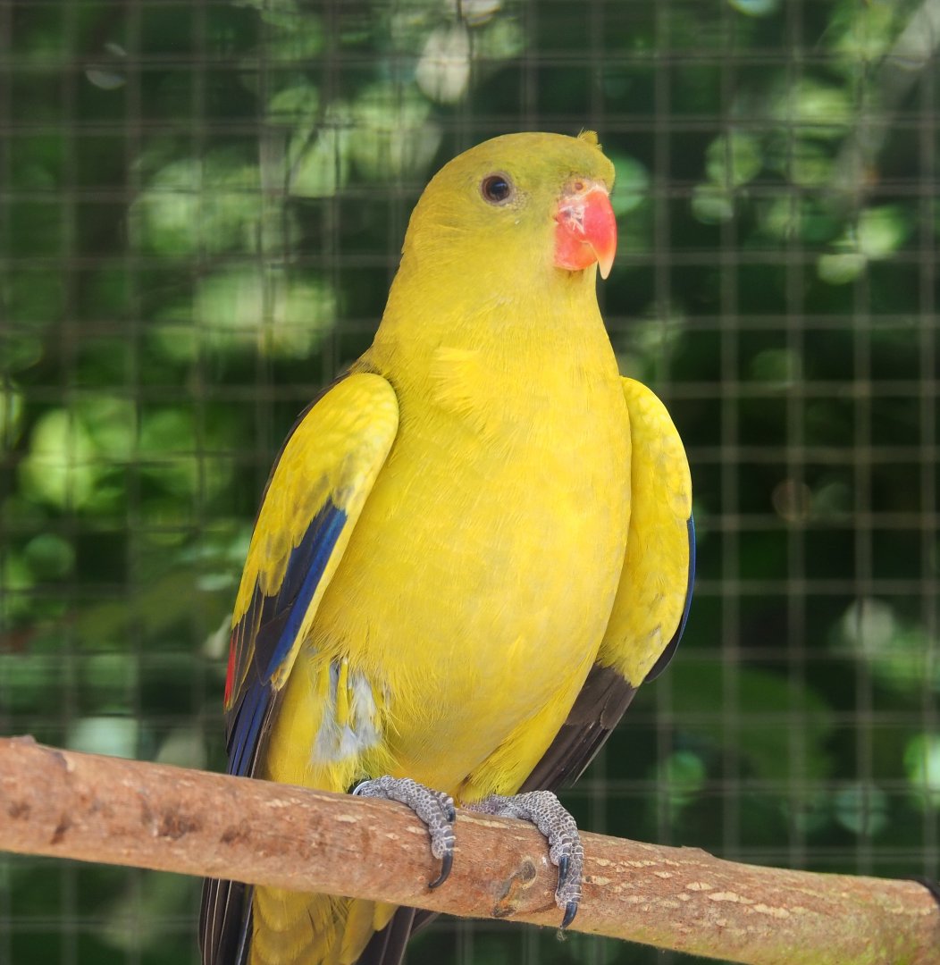 Роскошный горный попугай: описание, условия содержания, цена