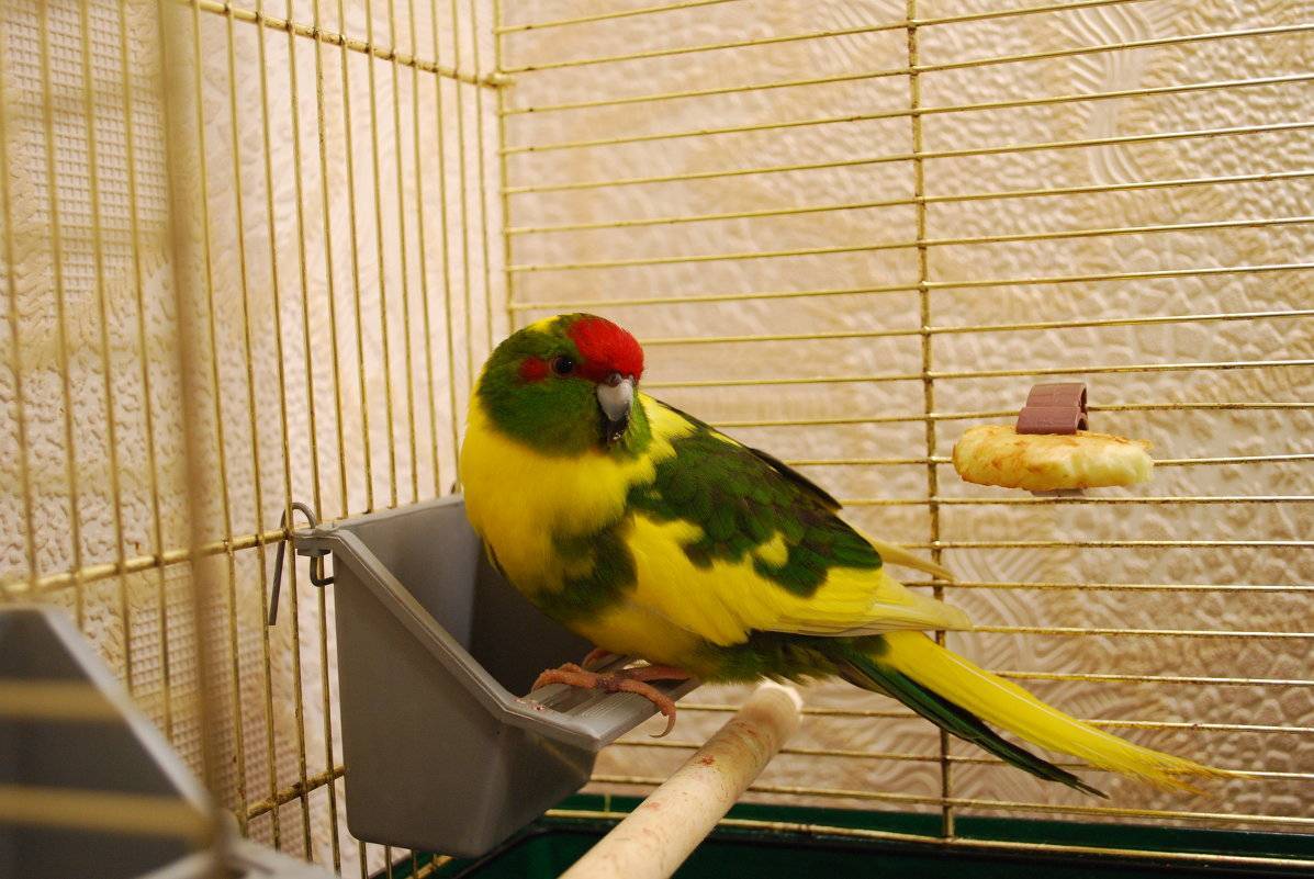 Какарики (прыгающие попугаи)