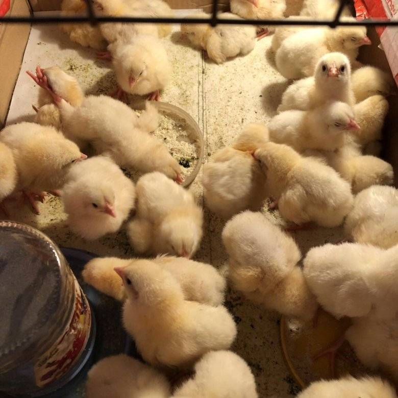 Когда производить закупку бройлерных цыплят на предстоящий сезон? | fermers.ru