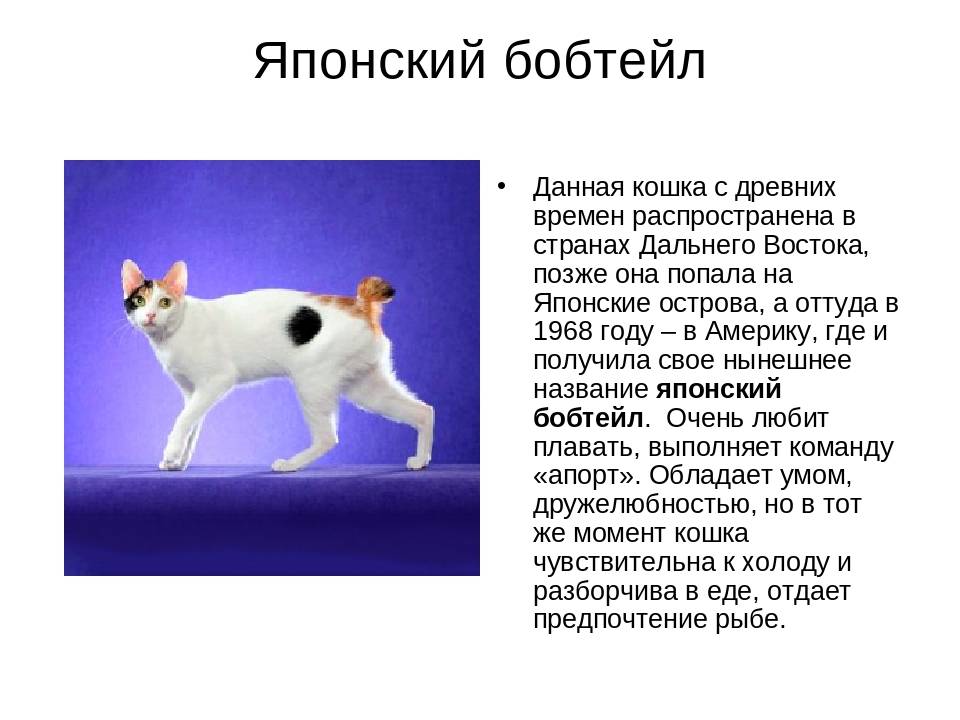 Меконгский бобтейл: описание породы с фото – pet-mir.ru