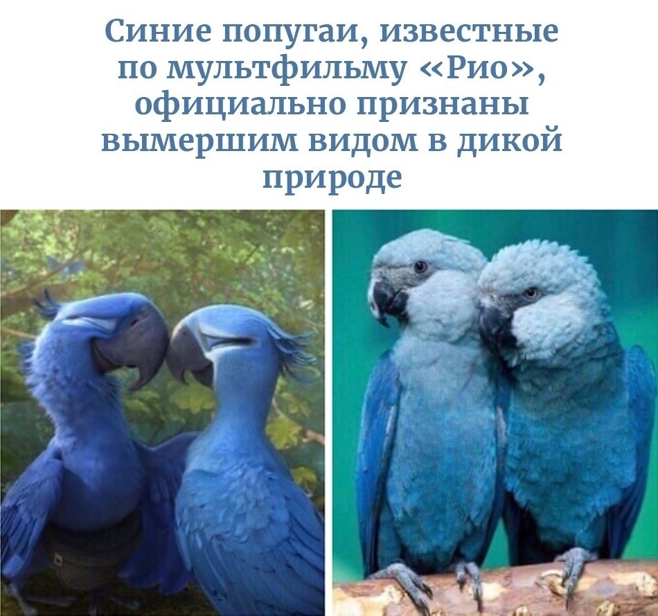 Синие попугаи ара