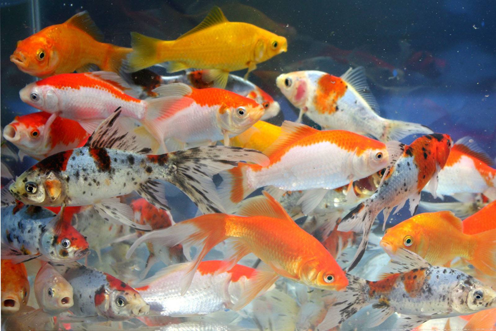 Виды аквариумных рыбок: самые популярные разновидности, названия и описание пород, фото