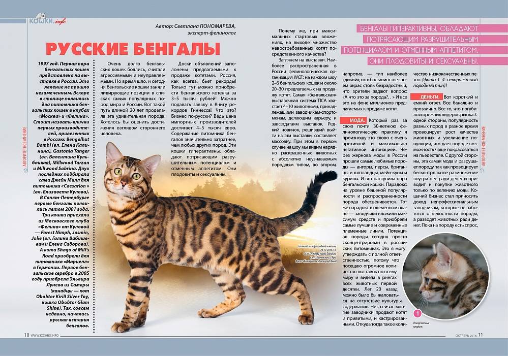 Бенгальская кошка - фото, цена котенка, окрасы, описание породы и характера