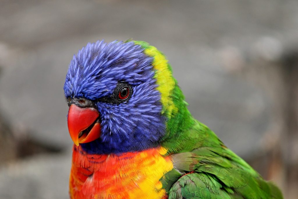 Попугай лори: описание и виды